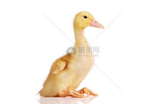 小鸭子坐着或休息黄色账单朋友们羽毛蹼状鸭子动物嘎嘎橙子家禽图片