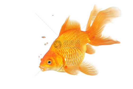 美丽的扇尾金鱼白色橙子黄色游泳动物宠物图片