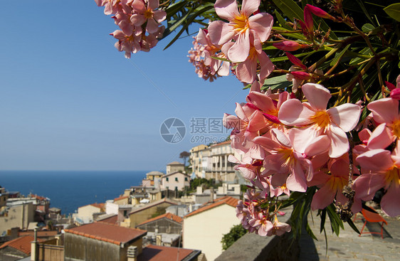 粉色花朵蓝色场地晴天植物荒野假期叶子天空港口图片