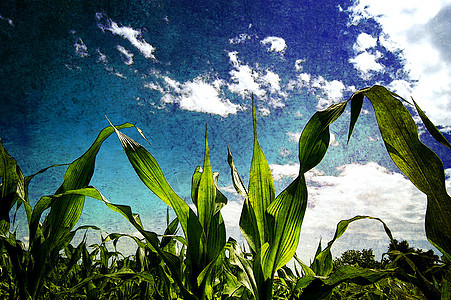谷物季节稻草培育食物农民耳朵粮食小麦农场收成图片