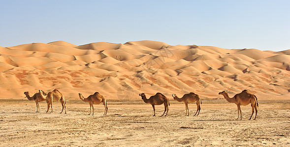 空的四角胶卷沙漠干旱寂寞孤独风景沙丘骆驼旅行场景空季图片