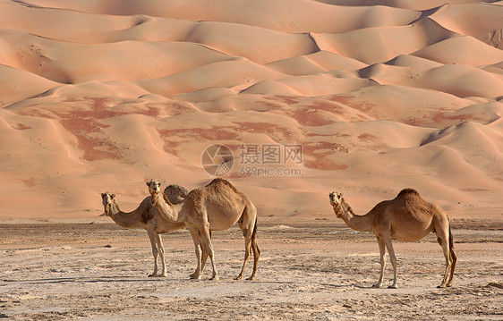 空的四角胶卷风景沙丘旅行场景沙漠寂寞干旱空季骆驼图片
