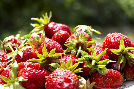 新鲜草莓叶子甜点浆果绿色植物红色园艺食物水果花园图片
