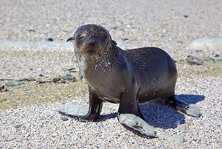 角浮海豹动物毛皮小狗海滩海洋支撑哺乳动物图片