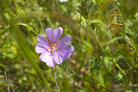 花朵上的蜘蛛生物动物环境植物群花园太阳昆虫绿色植物花瓣图片