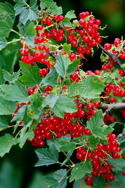 红曲线生长花园绿色草药植物场地地面风景季节性草本植物图片