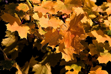 森林的黄金秋天橙子花瓣金子季节地面美丽花园反射风景场景图片