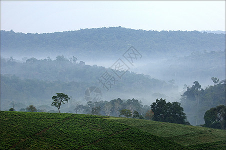 布温迪茶园场地旅游养护薄雾爬坡阴霾植物群球座风景丛林图片