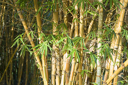 竹杖叶子植被生长手杖黄色绿色木头甘蔗花园荒野高清图片