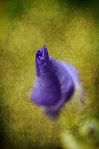 紫色的蓝色女性植物花瓣卡片划痕古董植物群明信片艺术图片