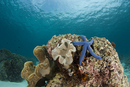 海星和珊瑚头地景图片