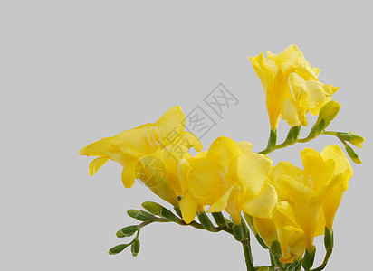黄黄自由植物群绿色美丽植物黄色花瓣图片