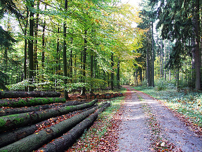 Holzlager 单位 Waldweg图片