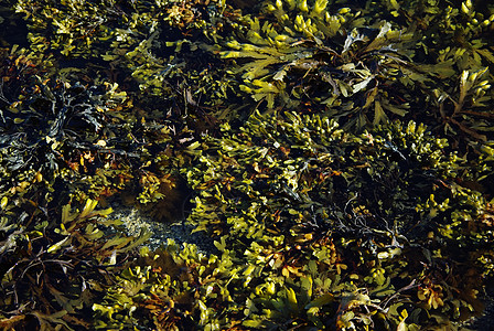 水厂气候海藻海岸海难破坏角藻池塘潮汐叶子海滩图片