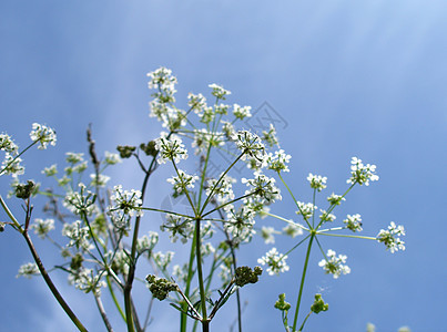 白花晴天天空花朵图片