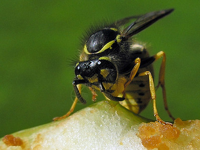 苹果黄蜂昆虫背景图片