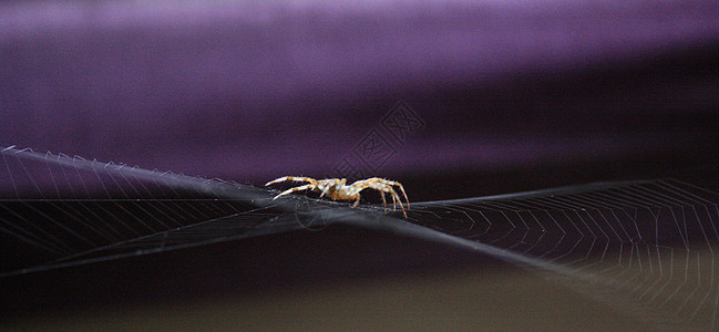 蜘蛛蜘蛛网昆虫紫色网络背景图片
