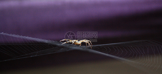 蜘蛛蜘蛛网昆虫紫色网络图片