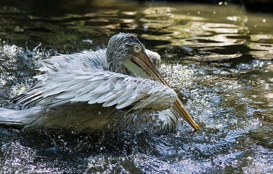 Pelican 洗澡图片