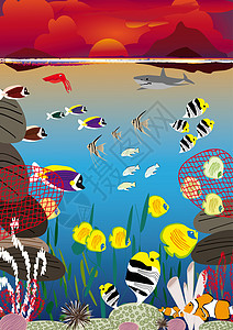 日落游泳鱼珊瑚游泳绘画橙子日落海葵环境太阳海浪插图图片