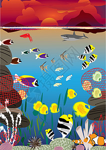 日落游泳鱼动物海洋生物蓝色海浪海藻游泳水族馆杂草太阳行动图片
