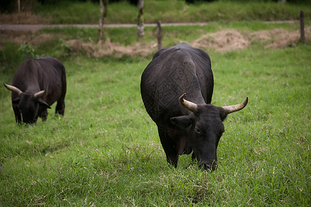 哥斯达黎加的Oxen图片