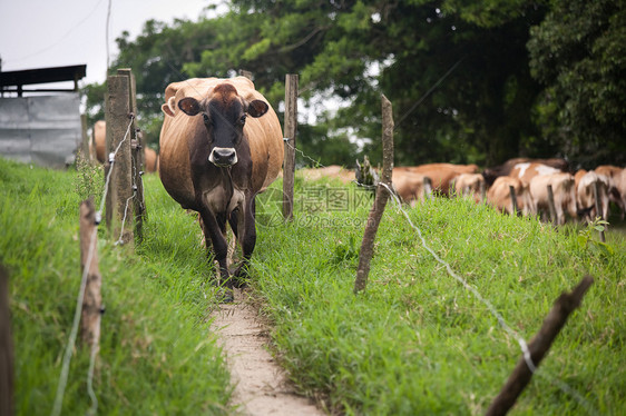 哥斯达黎加牛奶牛生物丛林森林小路铁丝网乡村崎岖国家动物图片