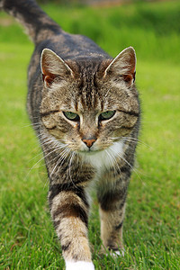 灰猫猫咪乡村灰色条纹绿色虎斑动物群哺乳动物猫科动物图片