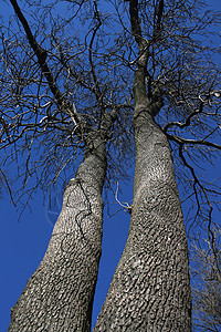 高树蓝天天空老树树木分支机构背景图片