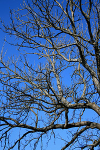 旧树天空分支机构树木蓝天老树图片