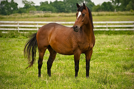 优雅的马匹骑术假期骑师马厩教训牧场马背宠物图片