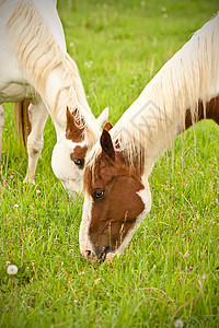 斑点马匹喂养骑术牧场马厩宠物马背骑师教训假期图片