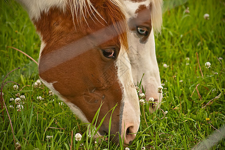 斑点马匹喂养马厩宠物马背骑师骑术假期教训牧场图片