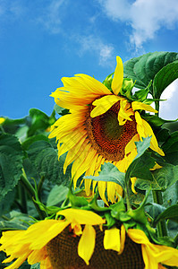 惊人的向日葵和蓝天空背景植物花瓣太阳自由场地场景蔬菜天气种子花粉图片
