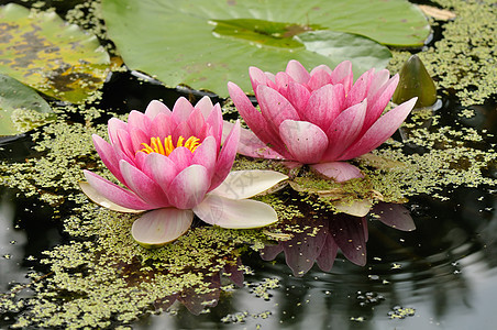 水花园反思植物群树叶涟漪绿色池塘浮萍睡莲臭虫花园背景图片