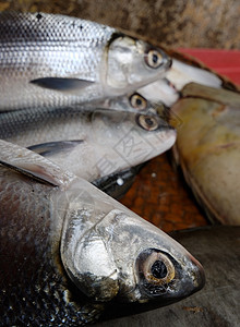 大眼鱼海洋大眼睛食物市场美食钓鱼海鲜图片