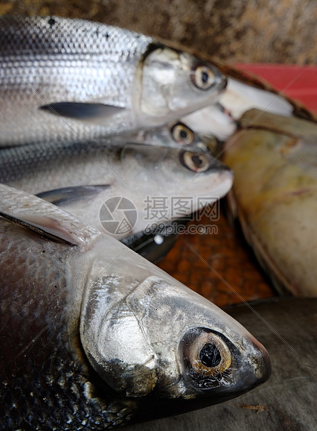 大眼鱼海洋大眼睛食物市场美食钓鱼海鲜图片