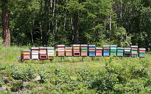 蜜蜂蜂蜂窝蜂蜜养蜂人木头农村工作蜂房草地花朵殖民地图片
