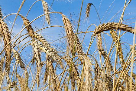 耳谷物农业金子种子耳朵稻草锥体场地食物粮食图片
