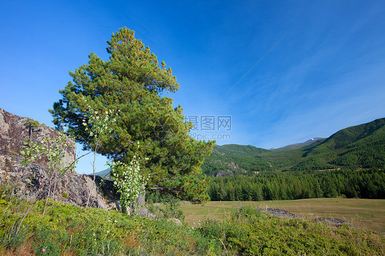 阿尔泰山脉 美丽的高地景观 俄罗斯 西伯利亚爬坡旅游蓝色地形荒野高山空气风景天空森林图片