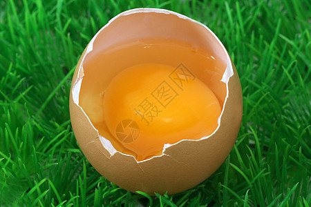 装饰性褐蛋农场杂货母鸡团体草地早餐食物玩具棕色图片