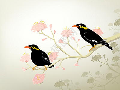 米纳鸟鸟类热带花朵异国动物夫妻栖息濒危插图八哥图片