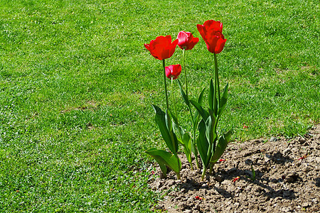 Tulpen 转图片