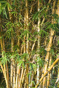 竹杖植物叶子花园绿色生长手杖木头丛林黄色植被高清图片