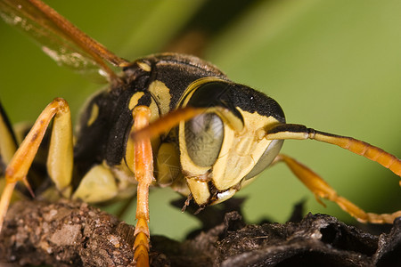黄蜂花生饼干马蹄昆虫黑色翅膀危险黄色警告害虫荒野宏观图片