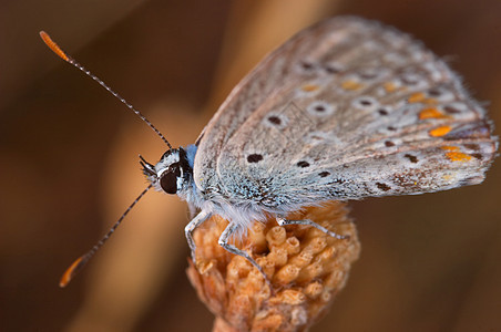 蝴蝶波利门马图斯伊卡鲁斯昆虫学宏观动物蝴蝶多样性生物眼虫漏洞翅膀脊椎动物图片