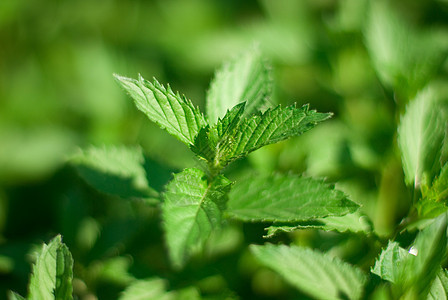 薄粉草本植物香脂植物绿色柠檬薄荷香味呼吸草本芳香图片