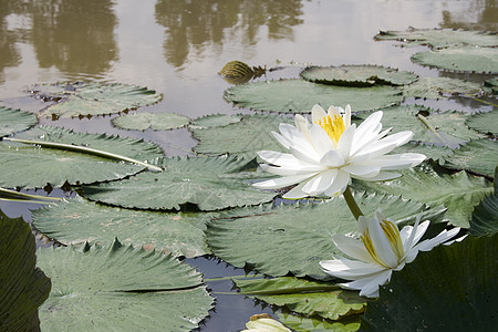 白水百合树叶荒野花园环境植物公园荷花花朵池塘植物学图片