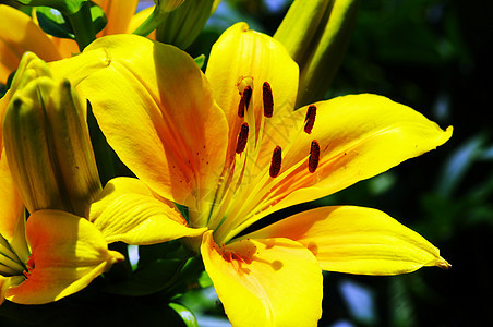 黄色百合 细节 紧贴的花朵国家太阳场地晴天季节阳光生长郁金香树木花园图片