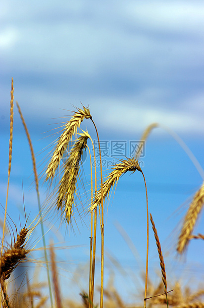 蓝色天空背景的黄金小麦花图片